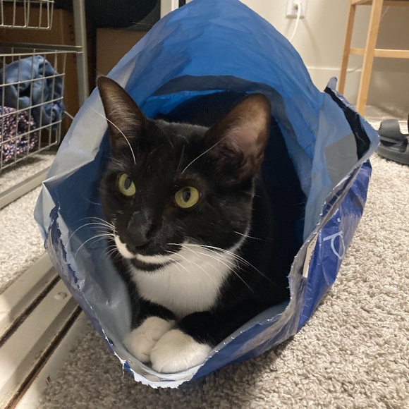 Meet your Posher, Rachel - Picture 1 of 1